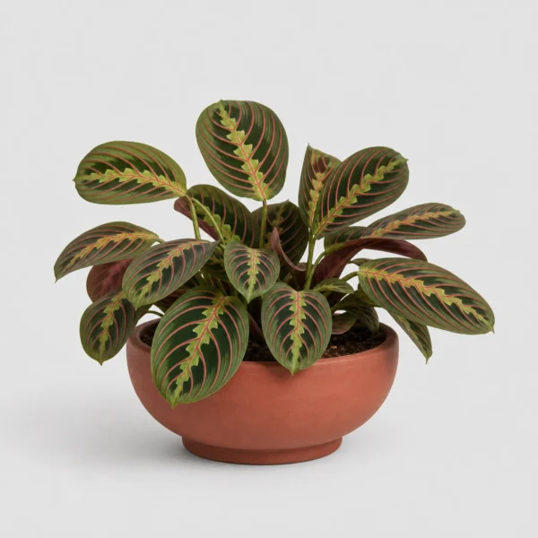 Red Prayer Plant front view