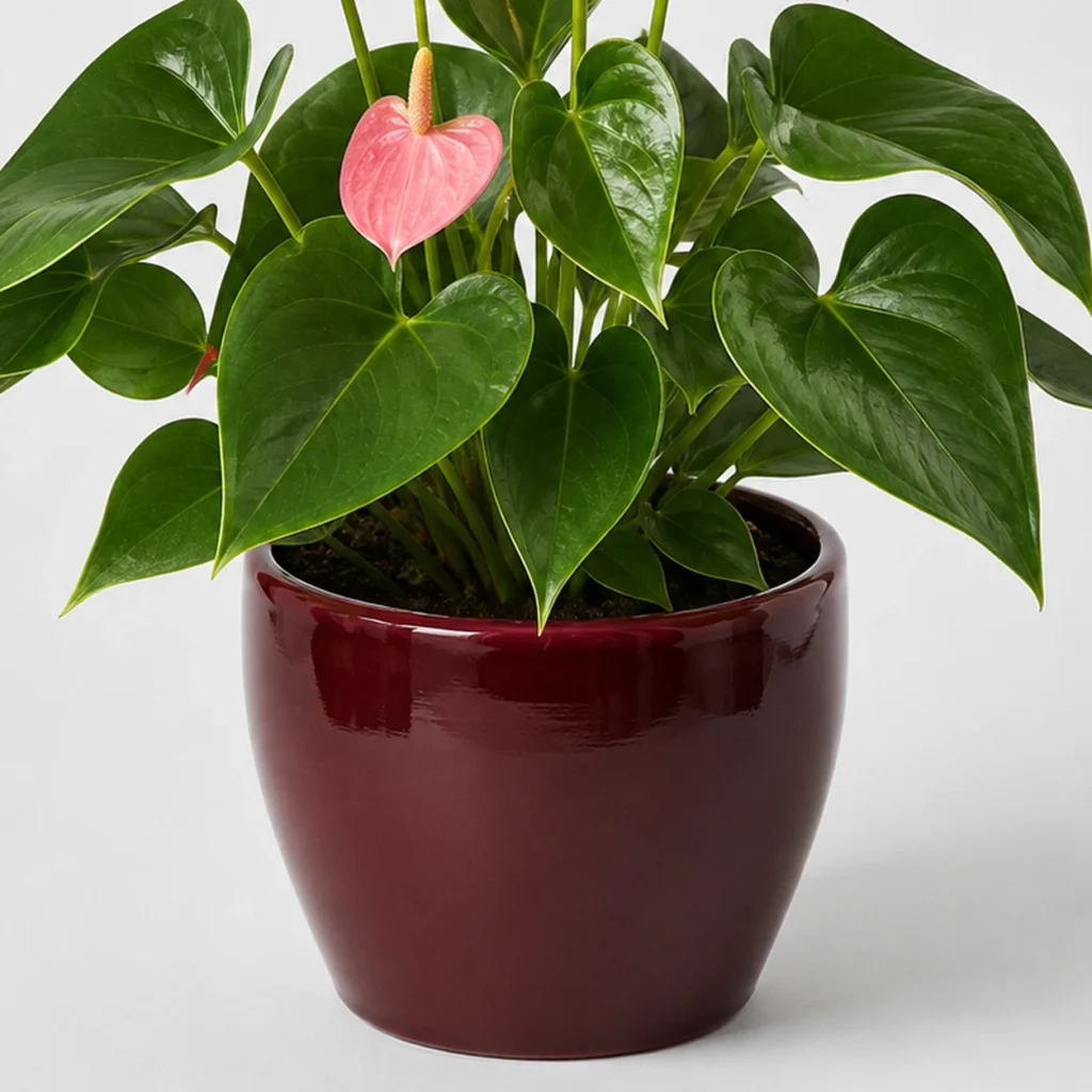 Rose Anthurium container detail