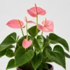 Rose Anthurium detail view