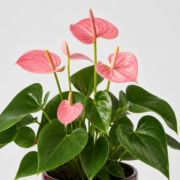 Rose Anthurium detail view