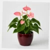Rose Anthurium styled view