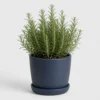 Rosemary Kitchen Shrub front view