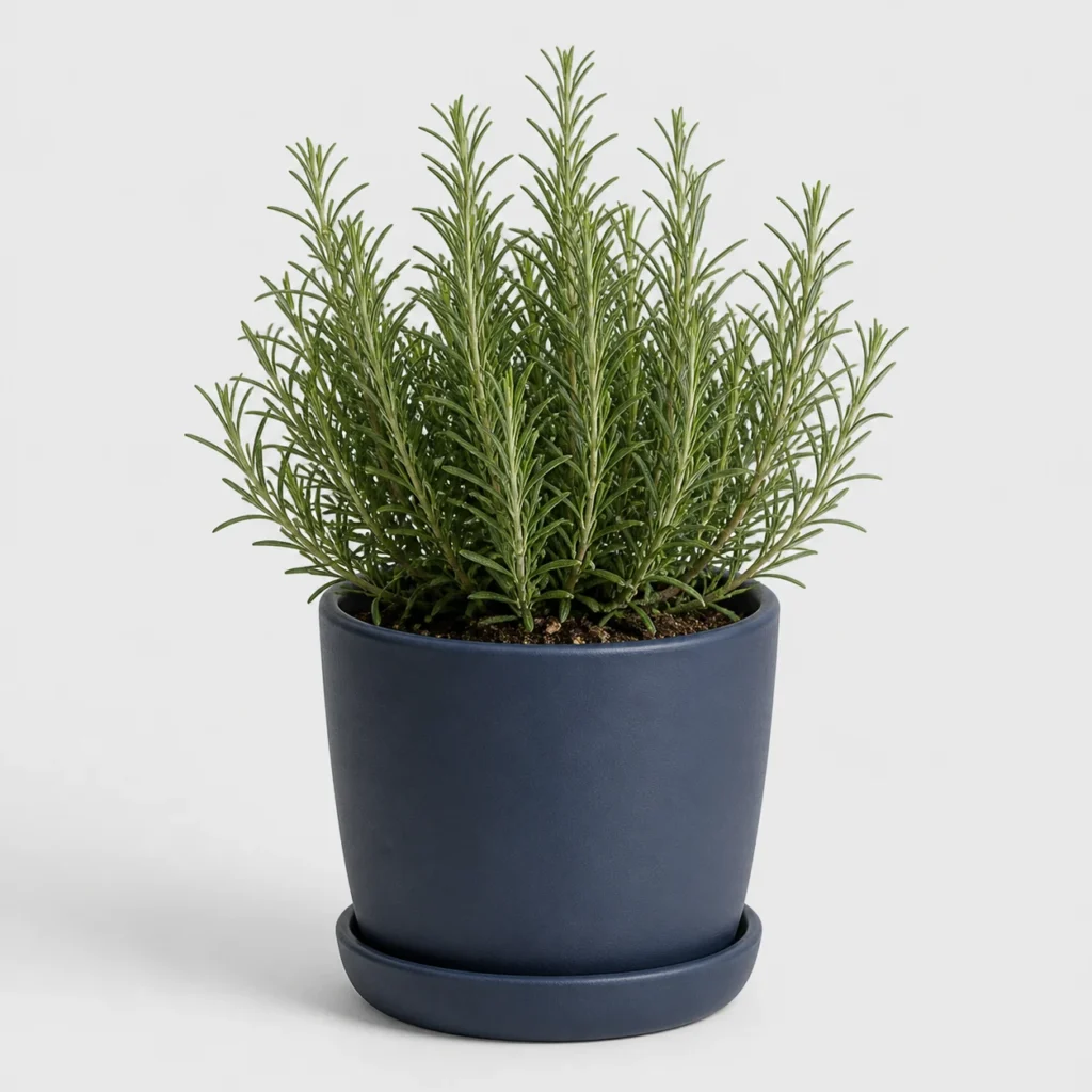 Rosemary Kitchen Shrub front view