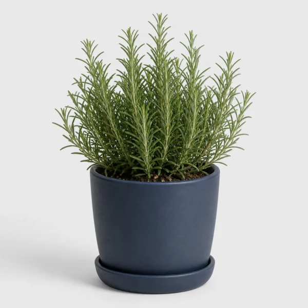 Rosemary Kitchen Shrub front view