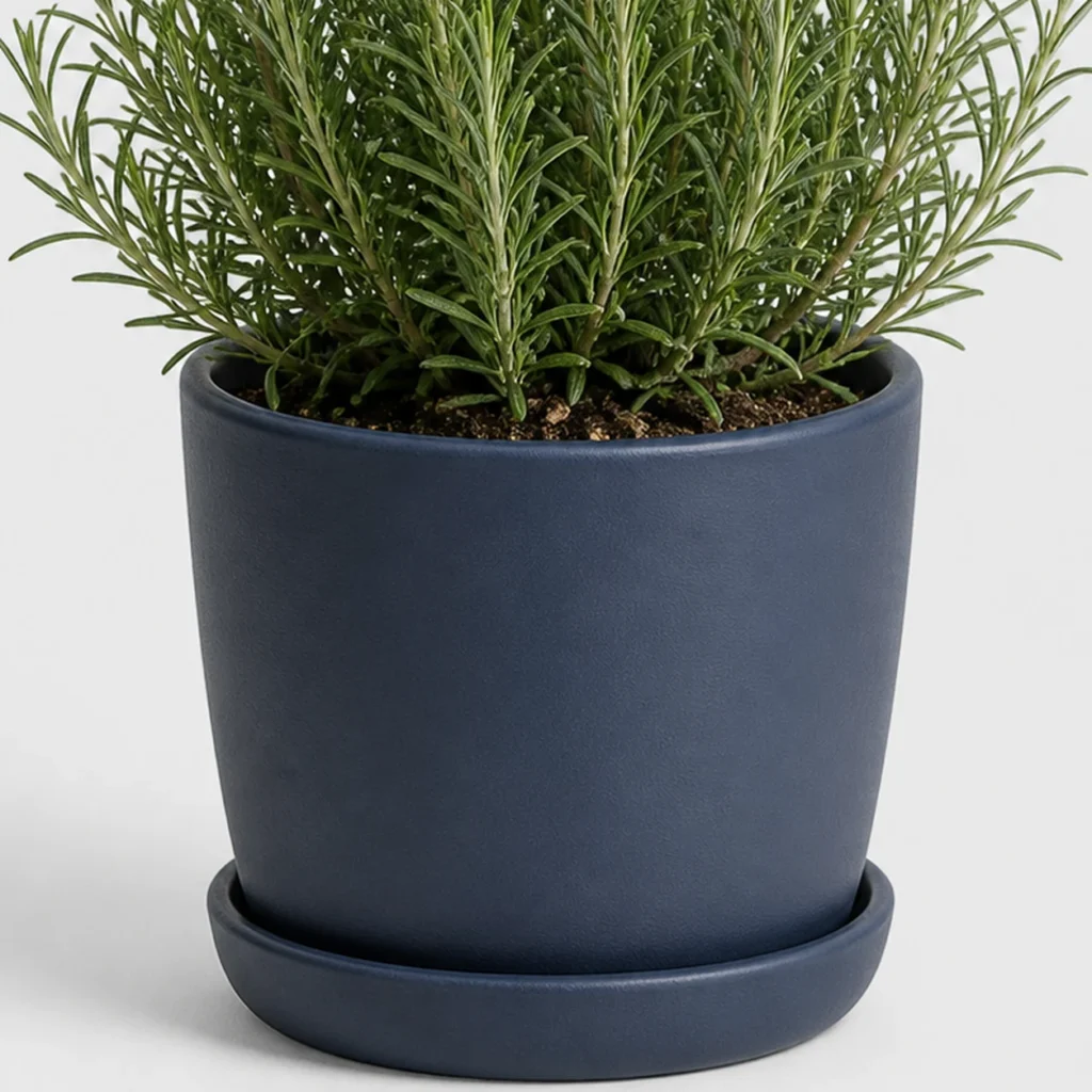 Rosemary Kitchen Shrub container detail