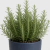 Rosemary Kitchen Shrub detail view