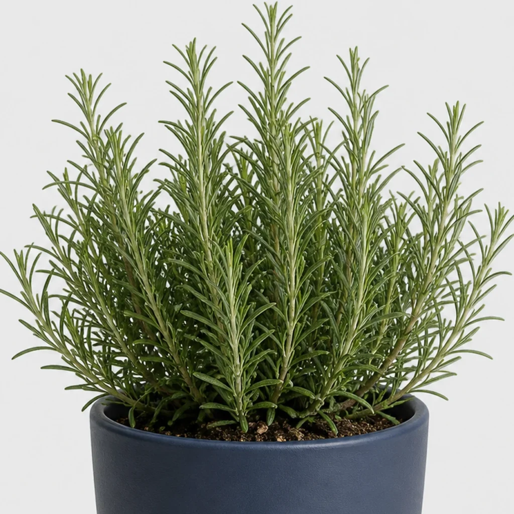 Rosemary Kitchen Shrub detail view