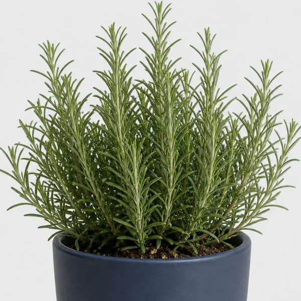 Rosemary Kitchen Shrub detail view
