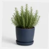 Rosemary Kitchen Shrub styled view