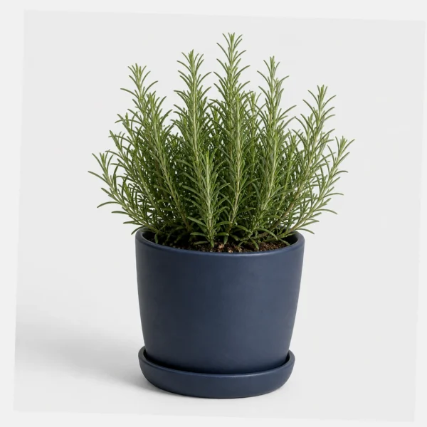 Rosemary Kitchen Shrub styled view