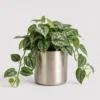 Silver Satin Pothos front view