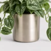 Silver Satin Pothos container detail