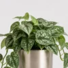 Silver Satin Pothos detail view