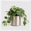 Silver Satin Pothos styled view