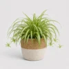 Spider Plant Basket front view