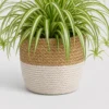 Spider Plant Basket container detail