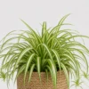 Spider Plant Basket detail view