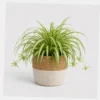 Spider Plant Basket styled view