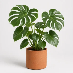 Split Leaf Monstera front view