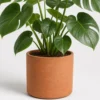Split Leaf Monstera container detail