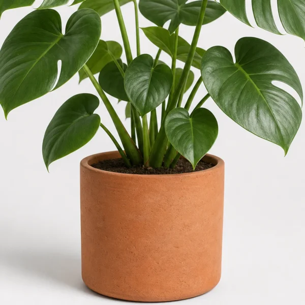 Split Leaf Monstera container detail