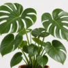 Split Leaf Monstera detail view