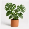 Split Leaf Monstera styled view