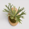 Staghorn Fern Mount front view