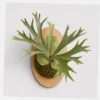 Staghorn Fern Mount styled view