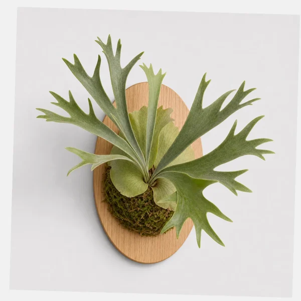 Staghorn Fern Mount styled view