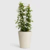 Star Jasmine Vine front view