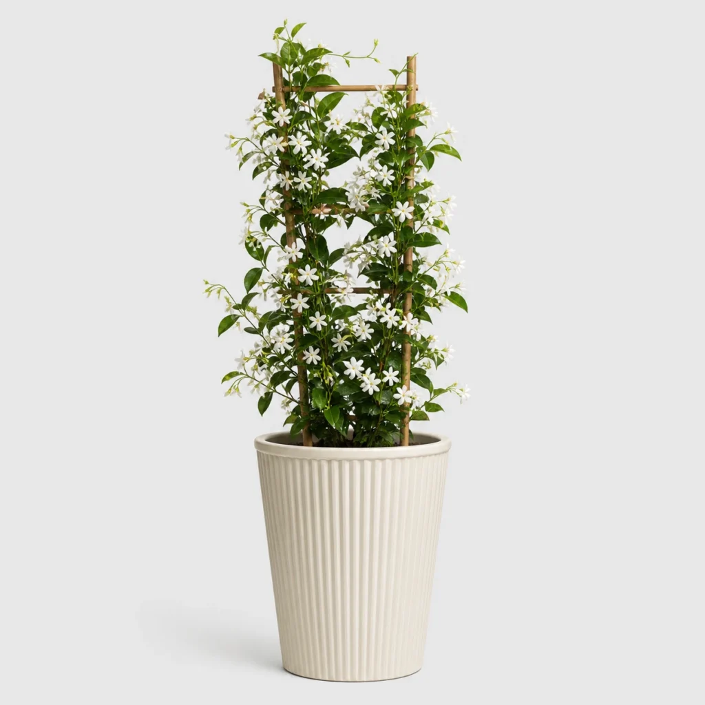 Star Jasmine Vine front view