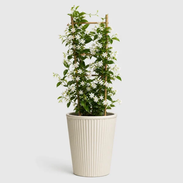 Star Jasmine Vine front view
