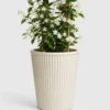 Star Jasmine Vine container detail
