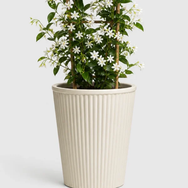 Star Jasmine Vine container detail