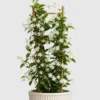 Star Jasmine Vine detail view