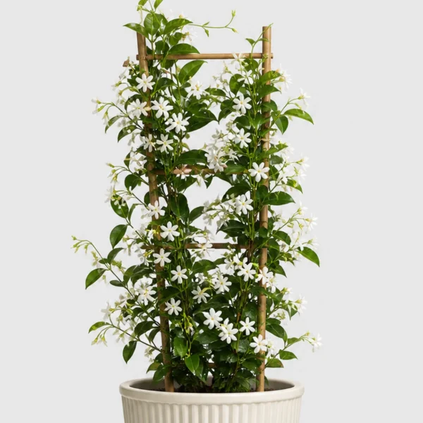 Star Jasmine Vine detail view