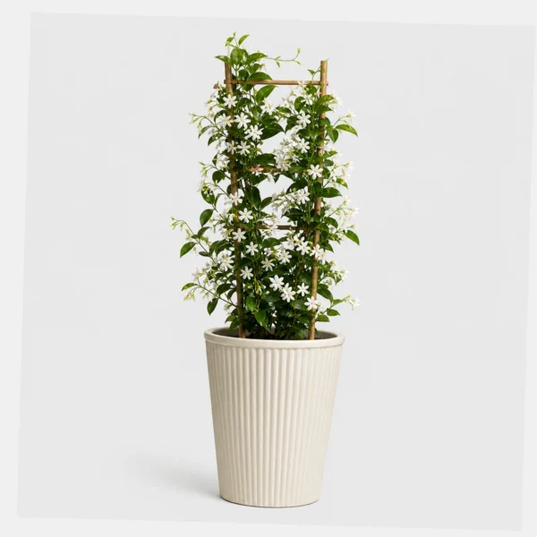 Star Jasmine Vine styled view