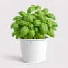 Sweet Basil Pot front view