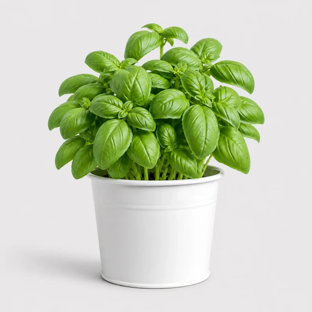 Sweet Basil Pot front view
