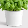 Sweet Basil Pot container detail