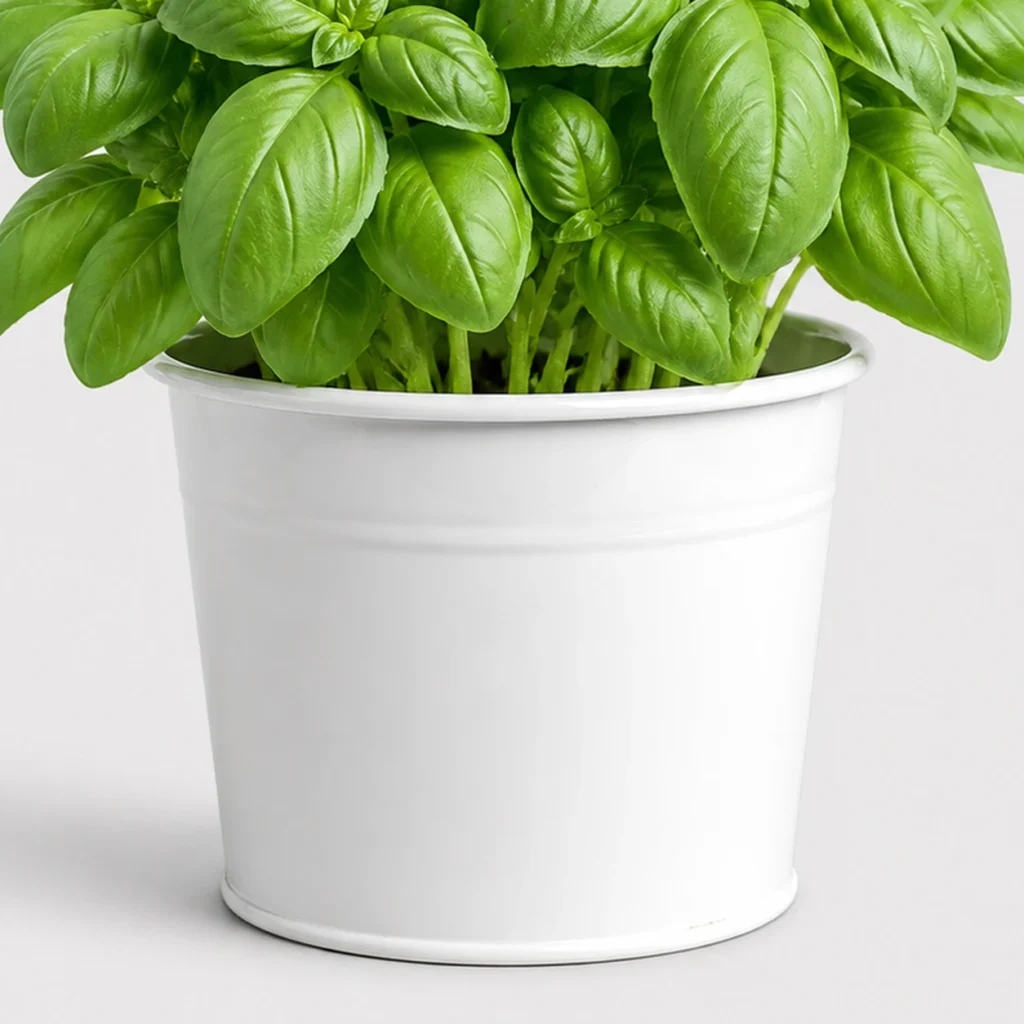 Sweet Basil Pot container detail