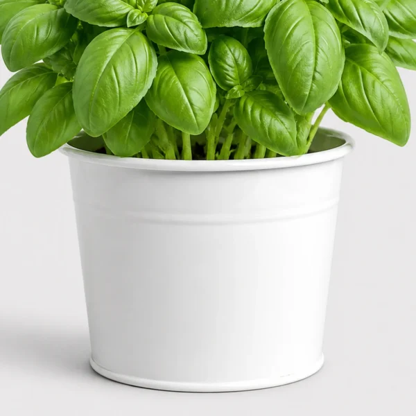 Sweet Basil Pot container detail
