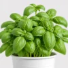 Sweet Basil Pot detail view