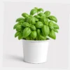 Sweet Basil Pot styled view