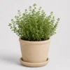 Thyme Kitchen Pot front view