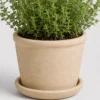 Thyme Kitchen Pot container detail