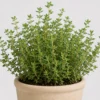 Thyme Kitchen Pot detail view