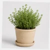 Thyme Kitchen Pot styled view