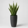 Upright Snake Plant front view
